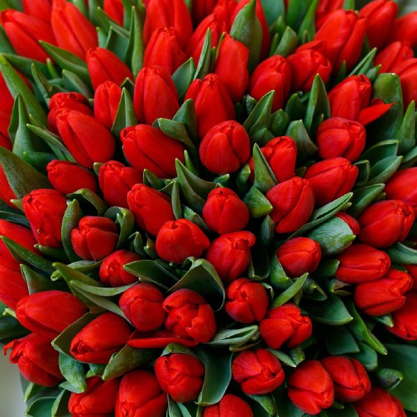 101 красный тюльпан